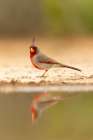 Pyrrhuloxia, Santa Clara Ranch, southern Texas, USA Art Print